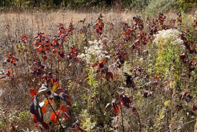 Color in the Prairie