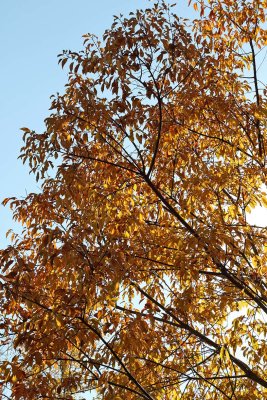 Golden October