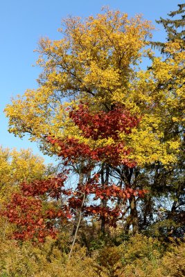 Vibrant Trees