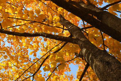 Color in the Canopy