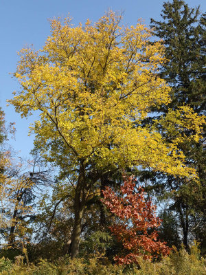 Fall Color