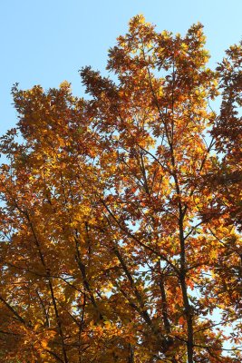 October Oak