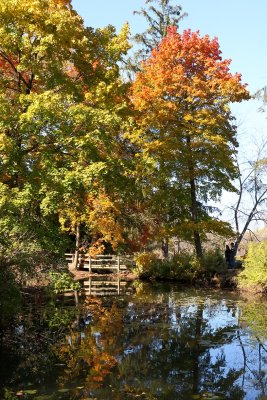 Peaceful Pond
