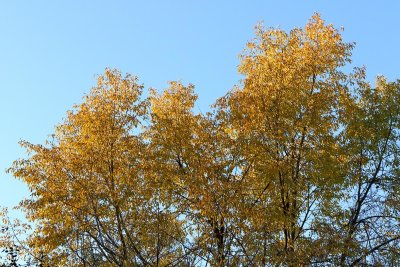 Autumn Crown