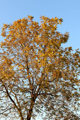 Leaves in the Light