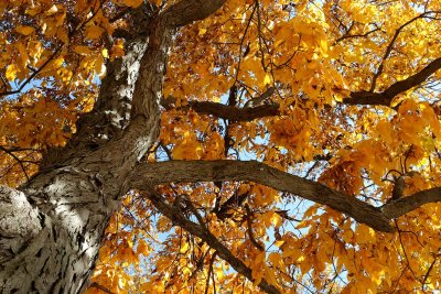 Golden Hickory