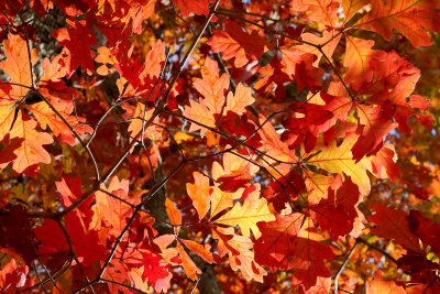 Oak in Orange