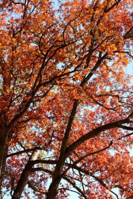 October Orange