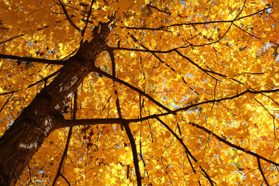 October Glow