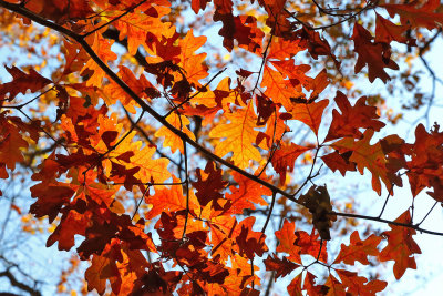 Autumn Oak