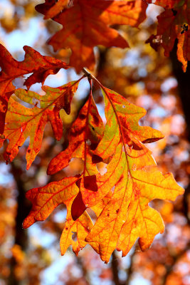 Colors of Fall