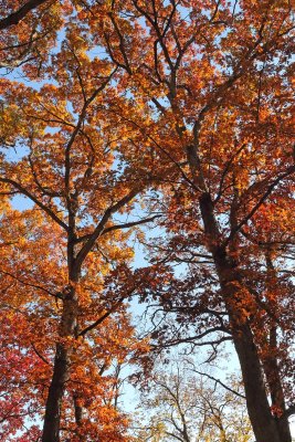 Fall Peak