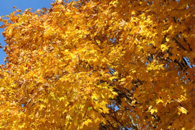 Fall in the Air