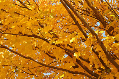 Autumn Branches