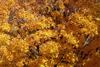 Fall Color