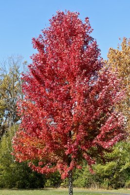 Fall Stand