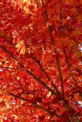 Burning Branches