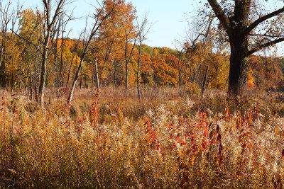 Fall at the Fen