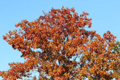 Fall Crown