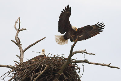 Branch Landing