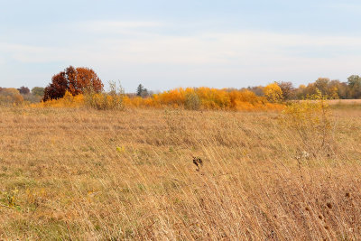 Fall Grassland