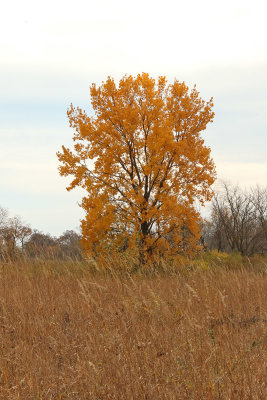 Color Above the Grass