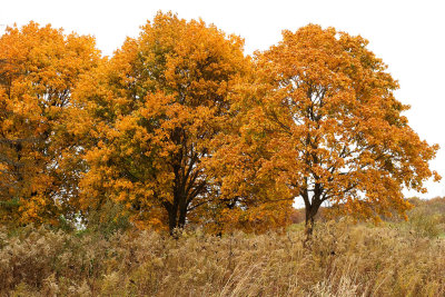 Color by Autumn