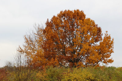 Fall Peak