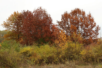 Fall Finale