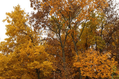 Autumn in the Air