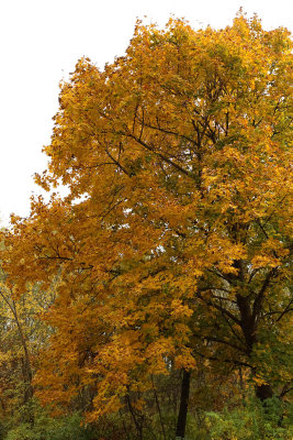 Color in October 