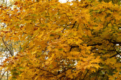 Golden Color