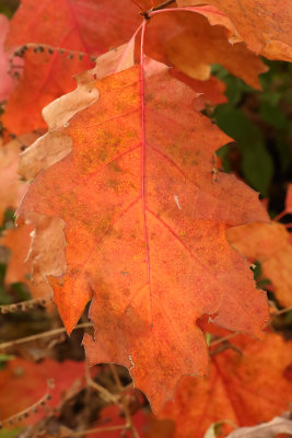 Orange Oak