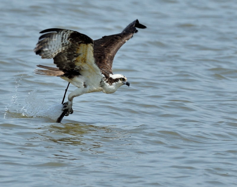 D51_8108.jpg