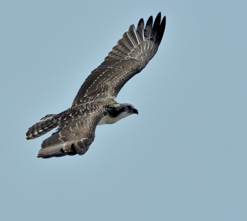 D52_3193.jpg