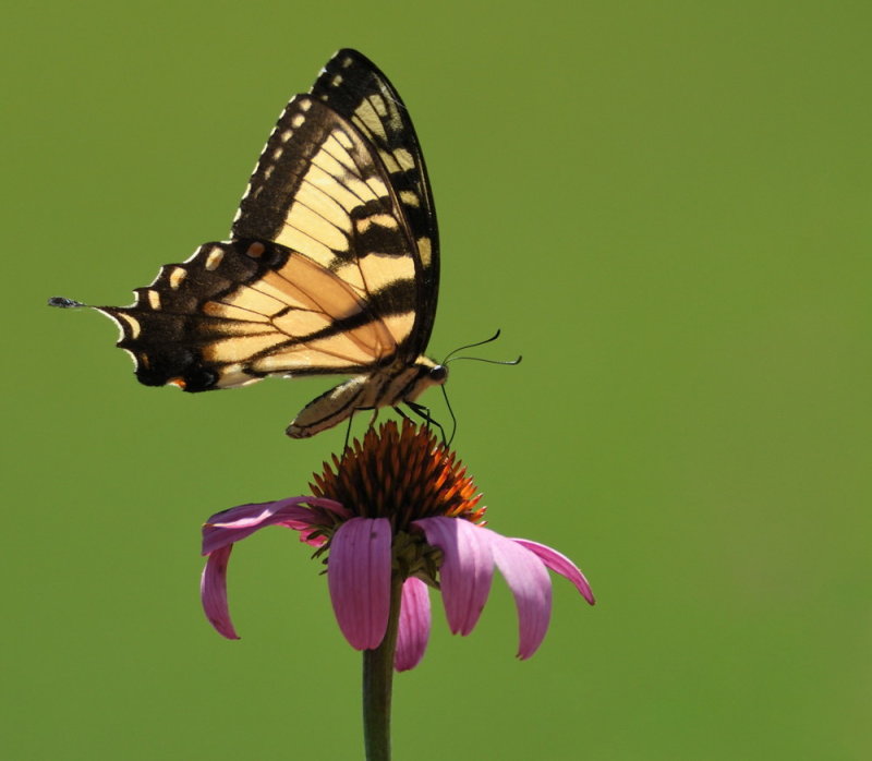 D52_2855.jpg