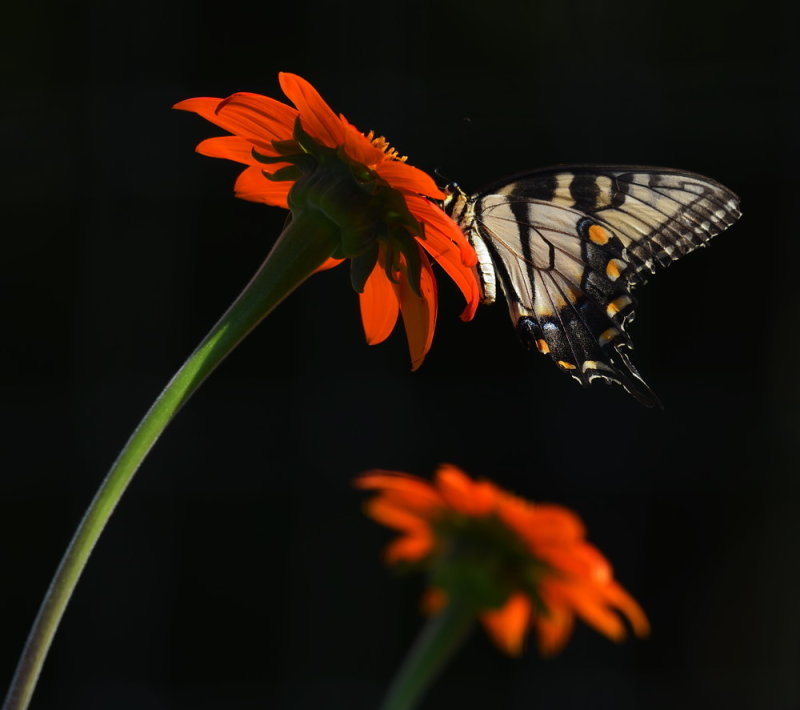 D52_4131.jpg