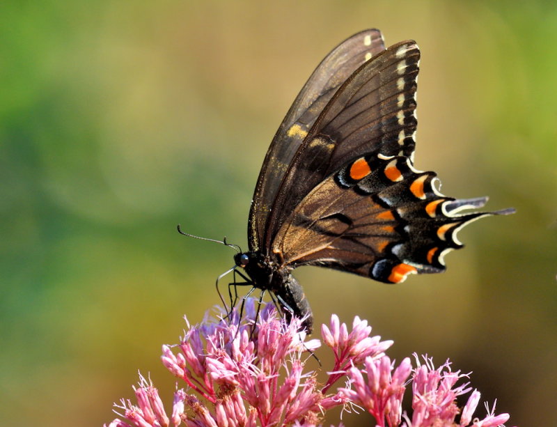 D52_4182.jpg