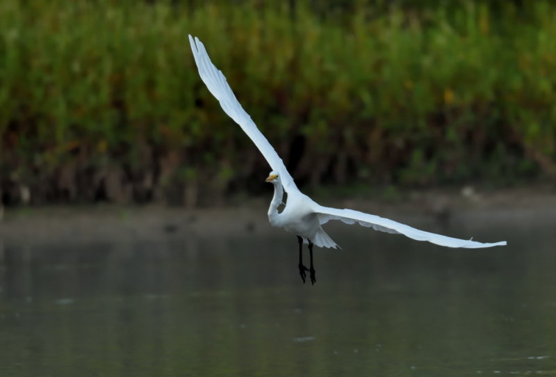 D52_4719.jpg