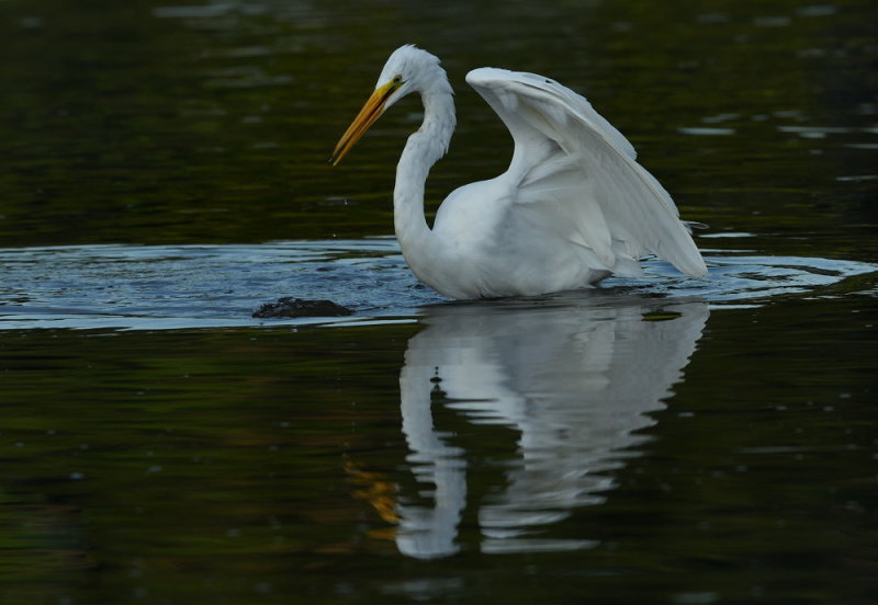 D52_4764.jpg