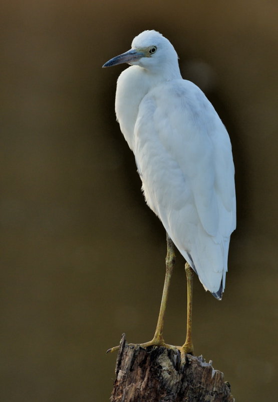 D52_4898.jpg