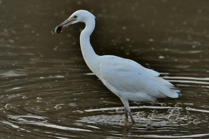 D52_4906.jpg