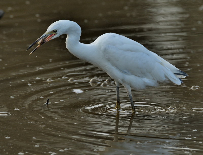 D52_4910.jpg