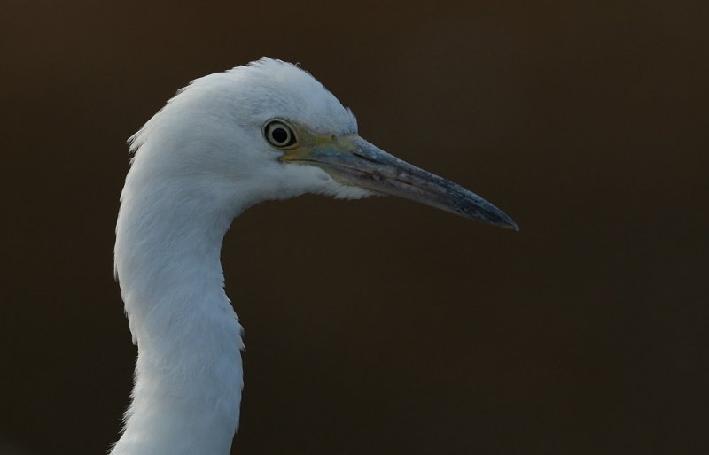 D52_4892.jpg