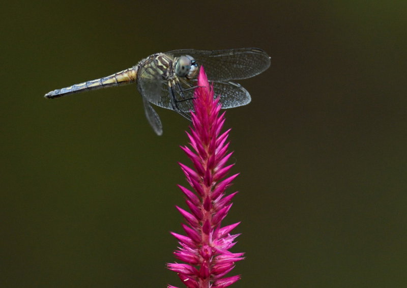 D52_5296.jpg