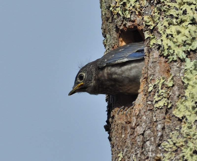 D52_5223.jpg