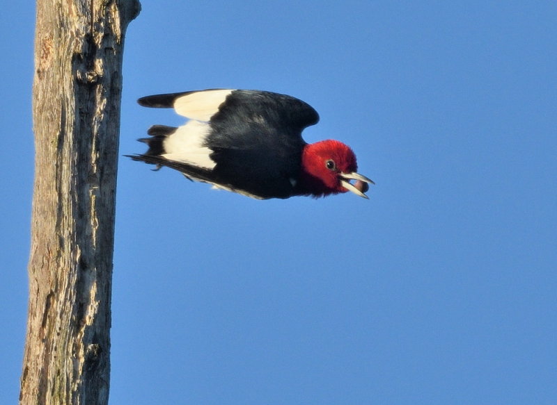 D52_5947.jpg