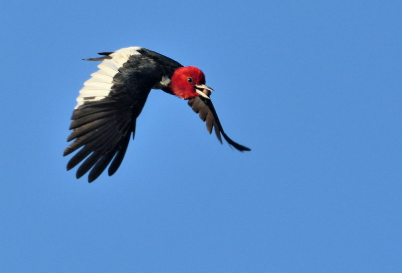 D52_5948.jpg