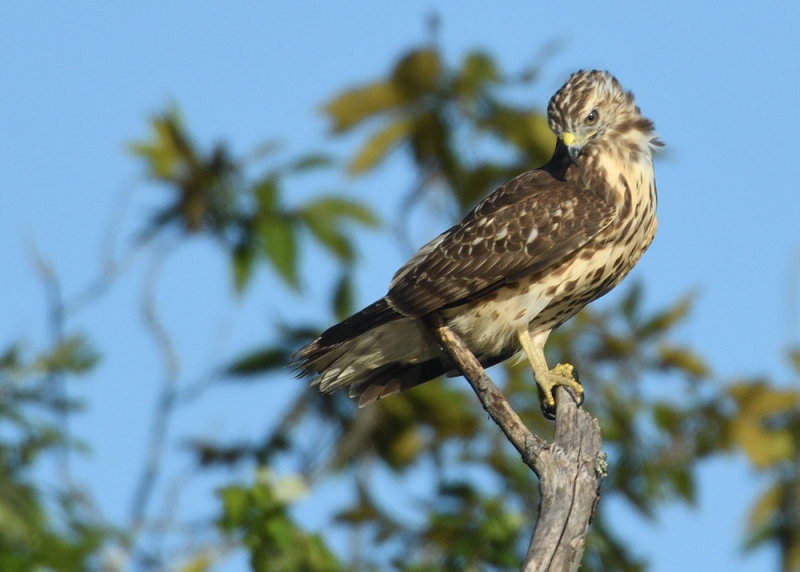 D52_5644.jpg