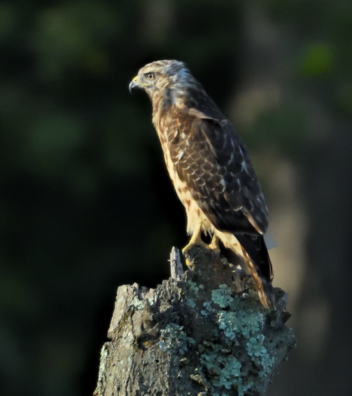 D52_5653.jpg